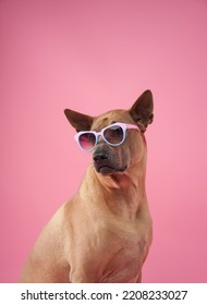 Thai Ridgeback in sunglasses. Holiday with a pet, carnival, fun