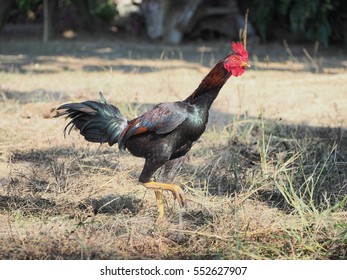 Daily cock video clips answer, matchless Happens. Daily cock video clips boring