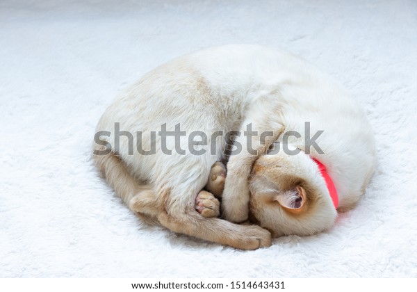 Thai Shorthair Siamese Cat White Red Royalty Free Stock Image