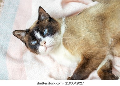 Siamese Cat Angry Images Stock Photos Vectors Shutterstock