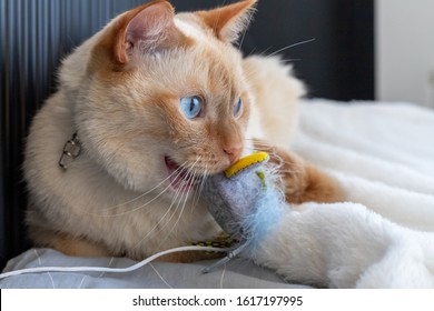 A Thai (Siamese) Domestic Cat With Red Ears And A Nose Lies On A Bed Near A Warm Radiator And Holds A Soft Toy Mouse In Its Teeth (in Its Mouth). Close Up.