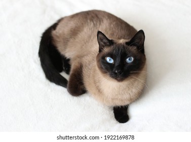 Thai Siamese point cat, with blue eyes, lying on the couch. - Powered by Shutterstock