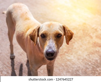 Thai Stray Dog. Homeless Dog Alone Life Waiting For Food On Street. Stray Dog Stand And Looking On The Camera. The Asian Dog Meat Trade Is One Of The Biggest Animal Welfare Concerns In The World.