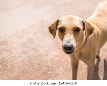 Thai Stray Dog. Homeless Dog Alone Life Waiting For Food On Street. Stray Dog Stand And Looking On The Camera. The Asian Dog Meat Trade Is One Of The Biggest Animal Welfare Concerns In The World.