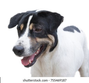 Thai Stray Dog Isolated On White Background