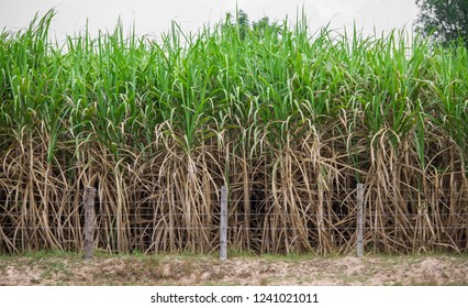Thai Sugarcane Plantation - Shutterstock ID 1241021011