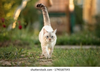 Thai  Tabby Cat Walks In The Summer Garden. The Tail Is Up.