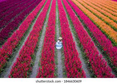 Thai Tourist Sits In The Middle Of A Colorful Flower Field In Chiang Mai, Thailand