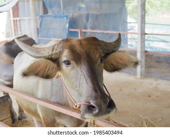 Thai Water Buffalo In The Cage, Agricultural Farm