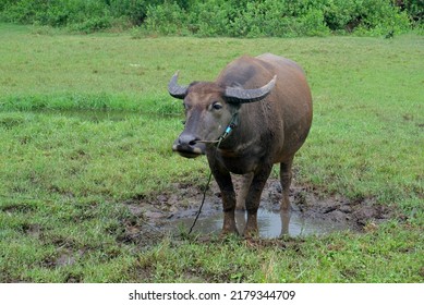 Thai Water Buffalo In Greenfield.