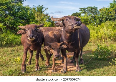 Thai Water Buffalo At A Rice Field In Thailand Southeast Asia