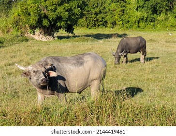 Thai Water Buffalo Standing In Rice Field