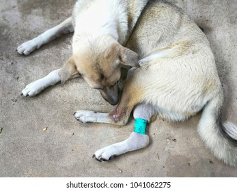 Thai White Dog Is Sniffing And Licking The Wound That Comes From The Disease.an Infectious Bacterial Disease That Occurs In Rodents, Dogs, And Other Mammals And Can Be Transmitted To Humans.