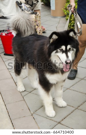 Thai women use dog leash bring dog breed alaskan malamute giant walking relax at outdoor in Bangkok, Thailand