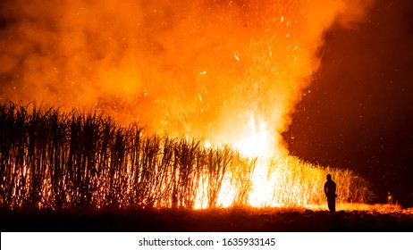 Thai Worker Is Burning Sugarcane Field 