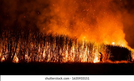 Thai Worker Is Burning Sugarcane Field 