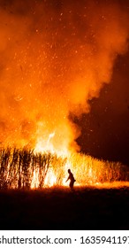 Thai Worker Burning Sugarcane Field At Night