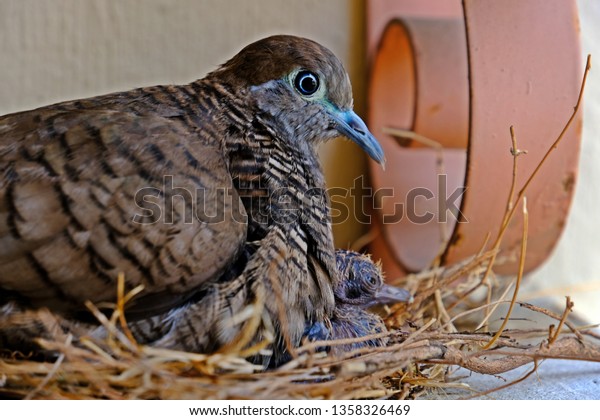 Thai Zebra Dove Her Newborn Nest Stock Photo Edit Now 1358326469