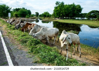 Thailand brahman beef cattle line, red cows, grey cow, live animals on the roadside
