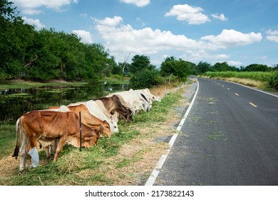 Thailand Brahman Beef Cattle Line, Red Cows, Grey Cow, Live Animals On The Roadside