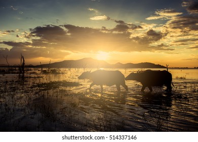 Thailand buffalo walking in water,Buffalo at sunset behind him
