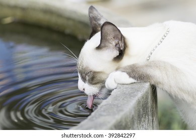 Thailand Cat Licking Water