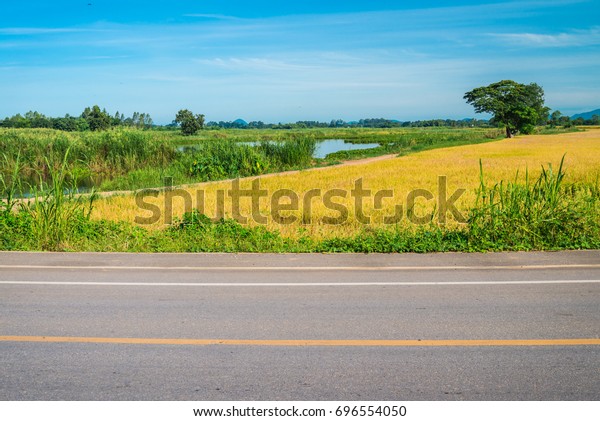 Thailand
country asphalt road side with yellow rice
field