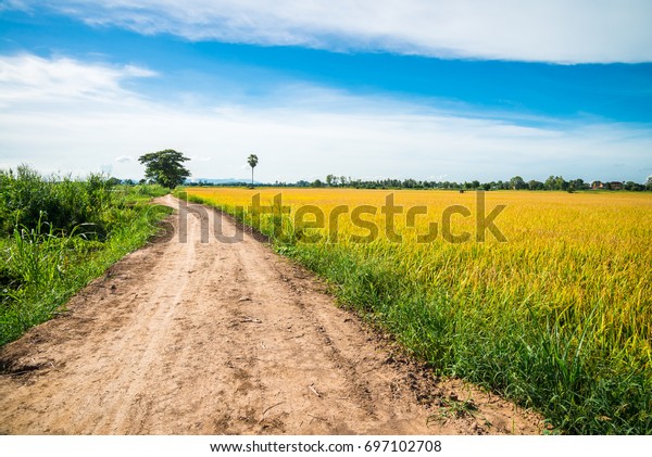 Thailand country\
road side with yellow rice\
field