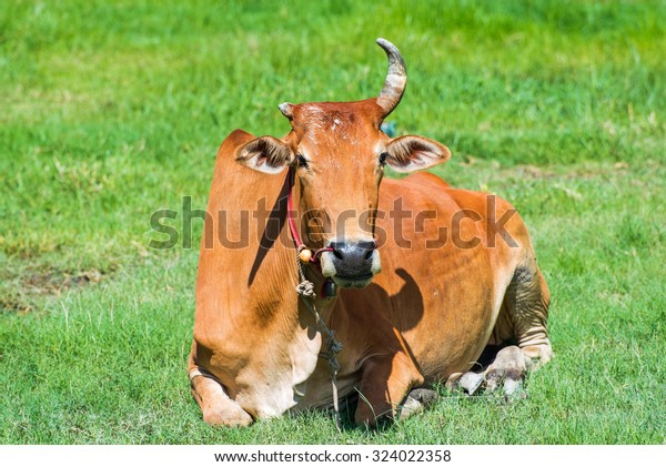 thailand cow asia animal\
forest