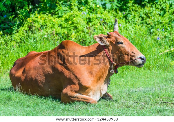 thailand cow asia animal\
forest