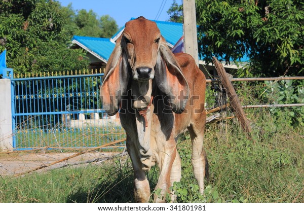 Thailand cow asia animal\
forest