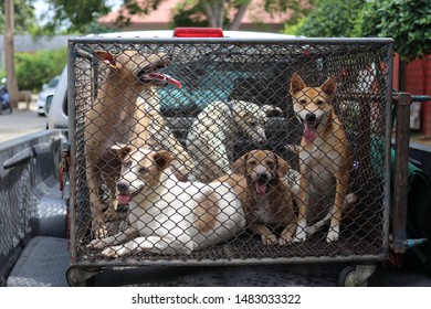 Thailand Dog In Cage In Pickup Truck