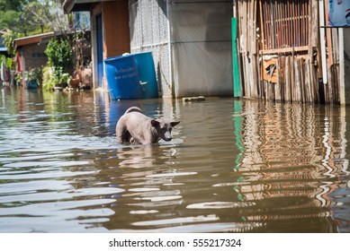 Thailand - the dog escaped from the flooded streets kanjanpisak 12 ?????? 2017 in Nakhon Si Thammarat, Thailand.