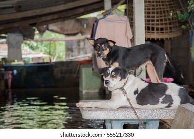 Thailand - the dog escaped from the flooded streets kanjanpisak 12 2017 in Nakhon Si Thammarat, Thailand.