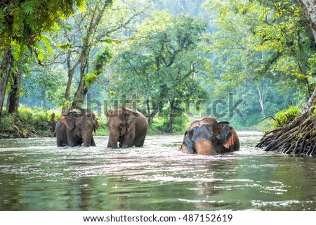 Thailand elephant walking in the river