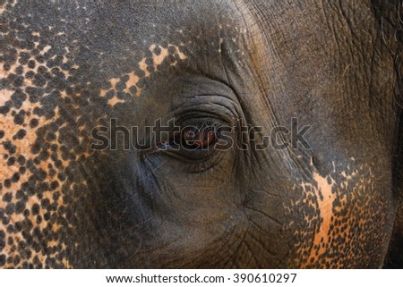 Similar – proboscidean Elephant Old