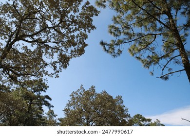 thailand and expeditions, rock climbing, camping in the rainforest near a river and blue skies. - Powered by Shutterstock