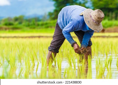 Thailand farmers rice planting working
