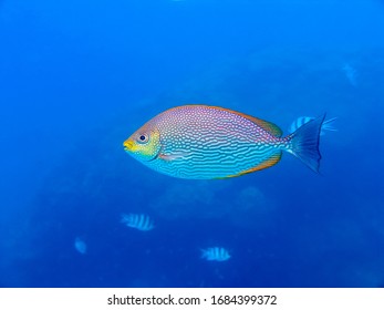 Thailand Koh Samui 2005 : Labridae In Koh Nangyuan Island ( Underwater )   