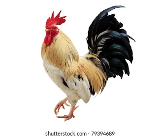 Thailand Male Chicken Rooster Isolated On Stock Photo Edit Now