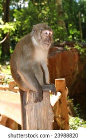 Thailand. Monkey