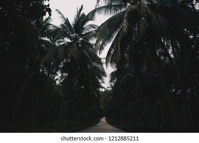 Thailand Palm Trees Background Stock Photo 1212885211 | Shutterstock