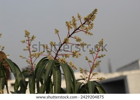 The Thailand Purple Mango Nam-Dok-Mai Si Mueng tree in the rooftop garden has budded in February.
