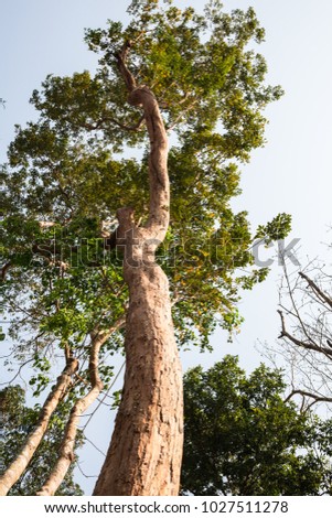 Thailand Rosewood Tree Stock Photo (Edit Now) 1027511278 - Shutterstock