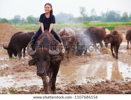 Thailand Rural Traditional Scene, Thai farmer shepherd girl is riding a buffalo, tending buffaloes herd to go back farmhouse. Thai Upcountry Culture, Living, Rural Daily Life and Occupation concept.