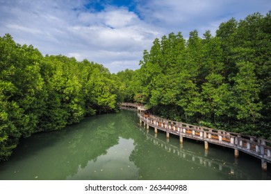 Thailand Tropical Island Of Koh Chang. Mangrove Grove.