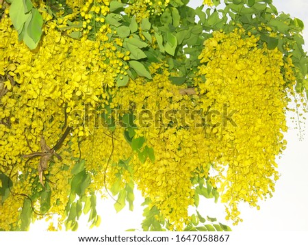 Thailand yellow flower  (Magnoliophyta ) in nature.                           