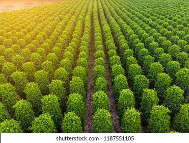Thailand,Chanthaburi The garden is famous pepper. Pepper plantations of different varieties are found in many places of the Thailand. Black pepper is exported to many countries of the World.