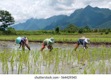 4,782 Thai Farmer Rice Smile Images, Stock Photos & Vectors | Shutterstock