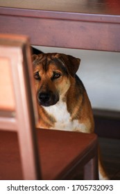 Thal Local Dog Hiding Under The Wooden Table.